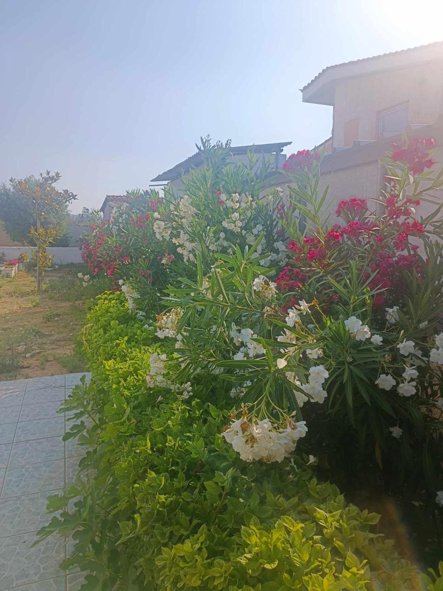 New Olivka House Villa Anavyssos Ngoại thất bức ảnh
